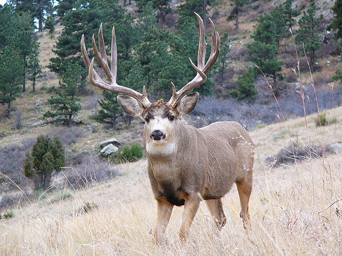 Camo Deer Hunt Camouflage Bucks Hunting Season Antlers Hunt Long Sleeve  T-Shirt