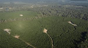 Summer Food Plots