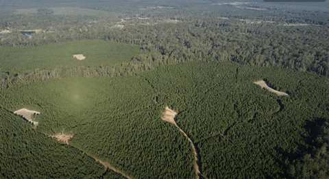 Summer Food Plots