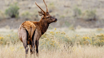 2023 Utah Spike Elk Hunt