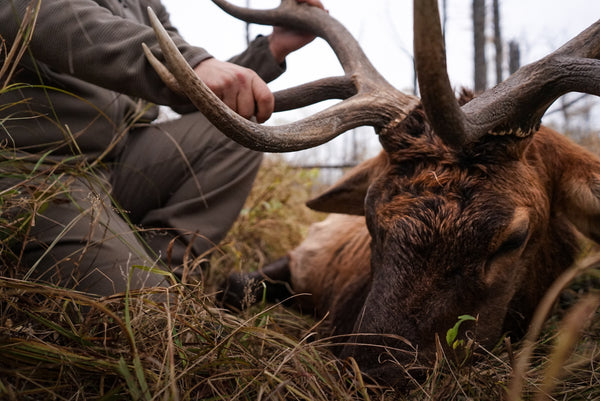 The Best Elk Hunting Locations in North America: Where to Find Trophy Bulls