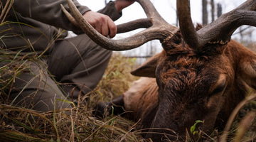 The Best Elk Hunting Locations in North America: Where to Find Trophy Bulls