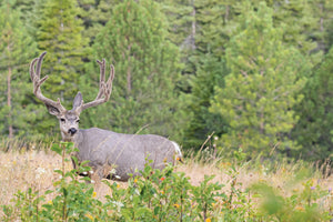 Mule Deer Tips & Tactics: A Guide to Finding and Hunting Giant Mule Deer