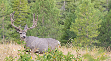 Mule Deer Tips & Tactics: A Guide to Finding and Hunting Giant Mule Deer