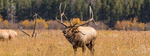 Backcountry Elk Hunting Gear - Skre Gear