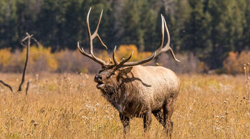 Backcountry Elk Hunting Gear - Skre Gear