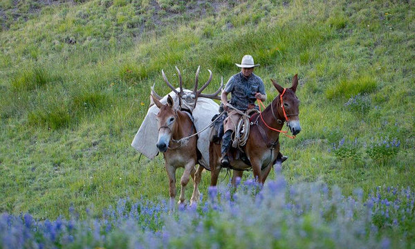 Elk Calling Mini Series Tip #1 - Two Herds Coming Together - Skre Gear