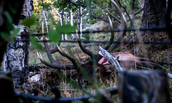 Elk Calling Mini Series Tip #4 - Before The Shot - Skre Gear