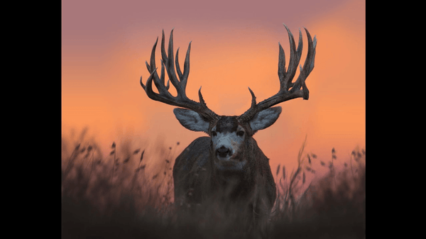 How to Score a Mule Deer - Skre Gear