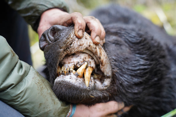 What to Wear for Spring Bear Hunting