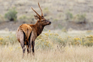 2023 Utah Spike Elk Hunt