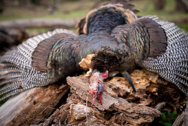 Turkey Calling Tips: Basic Calling Tips & Tools - Skre Gear