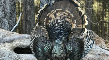 Turkey Hunting with Randy Hodge - Skre Gear