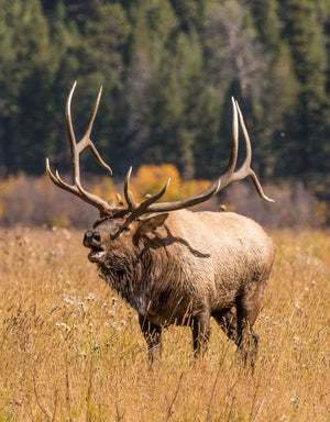 Elk Bundle | Skre Gear