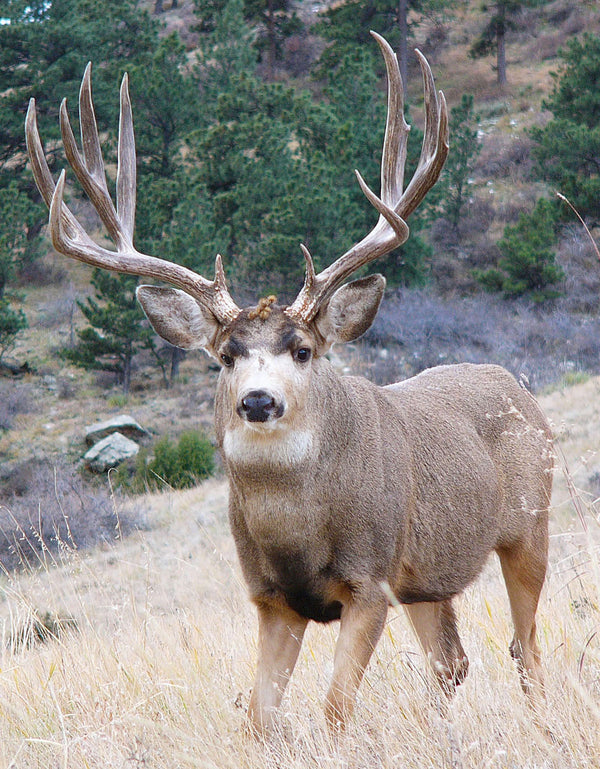 Mule Deer Hunting Gear | Mule Deer Bundle | SKRE Gear – Skre Gear