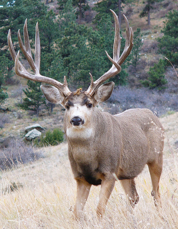 Mule Deer Bundle - Skre Gear